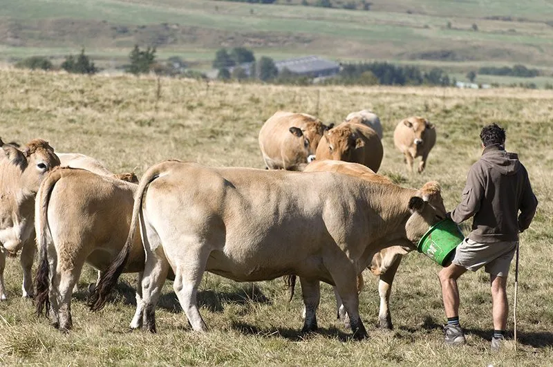 elevage-vaches-aubrac-1