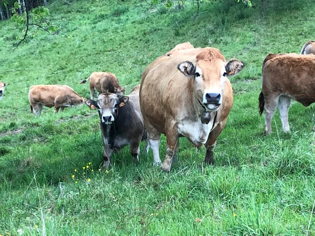 elevage-vaches-aubrac-2