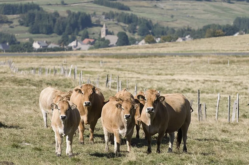 elevage-vaches-aubrac-3