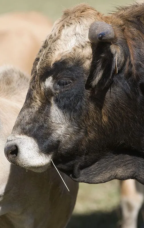 elevage-vaches-aubrac-4